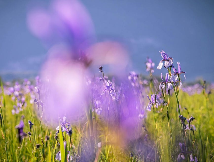 plant spring iris flower blossom field purple grassland outdoors lavender