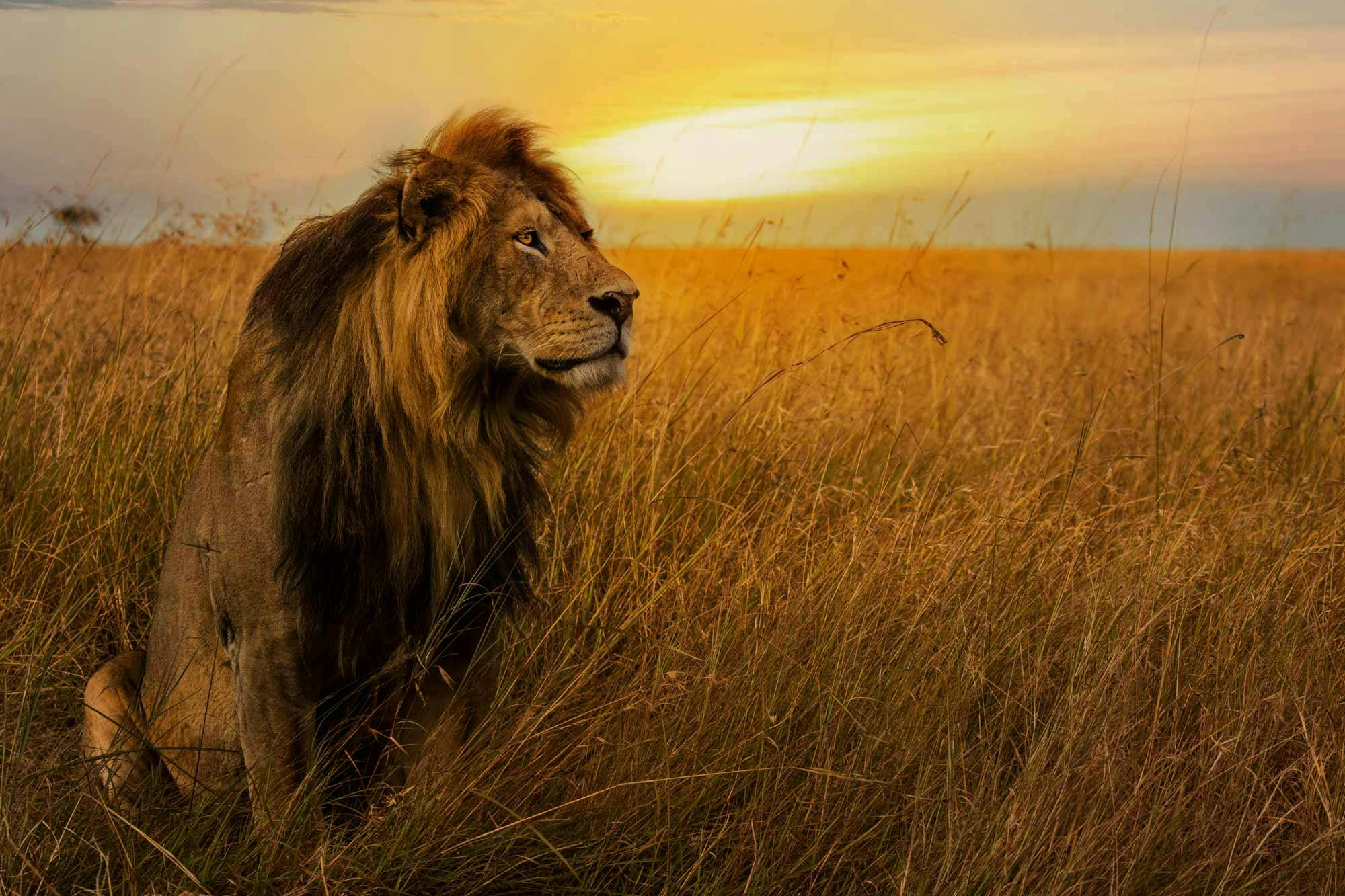 lion mammal animal wildlife